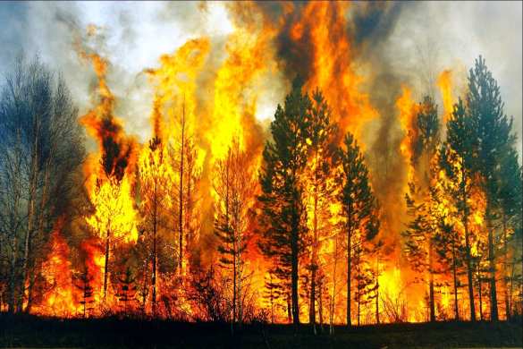 В чернобыльской зоне отчуждения вспыхнул пожар | Русская весна