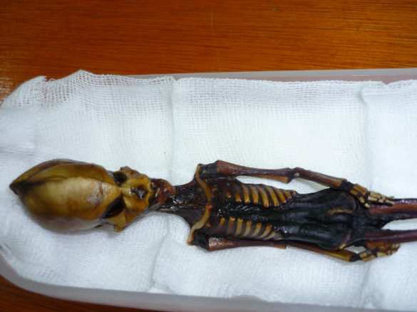 Учёные раскрыли тайну «пришельца» из пустыни Атакама | Русская весна