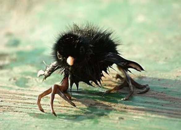 То ли «коршуном», то ли «сапсаном»: на Украине грозятся уничтожить Россию «высокоточным оружием» (ФОТО, ВИДЕО) | Русская весна