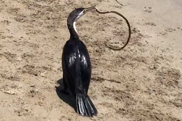 Баклан против ядовитой змеи: кадры смертельной схватки (ВИДЕО) | Русская весна