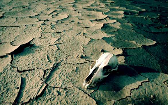 В США появились удивительные «креветки-динозавры» (ФОТО, ВИДЕО) | Русская весна