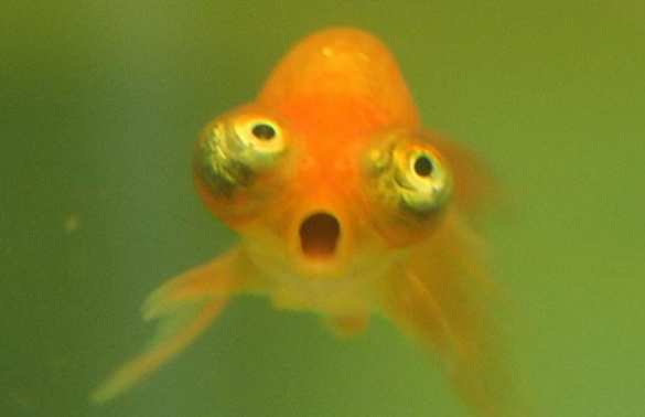 В Темзе плавают рыбы-наркоманы | Русская весна