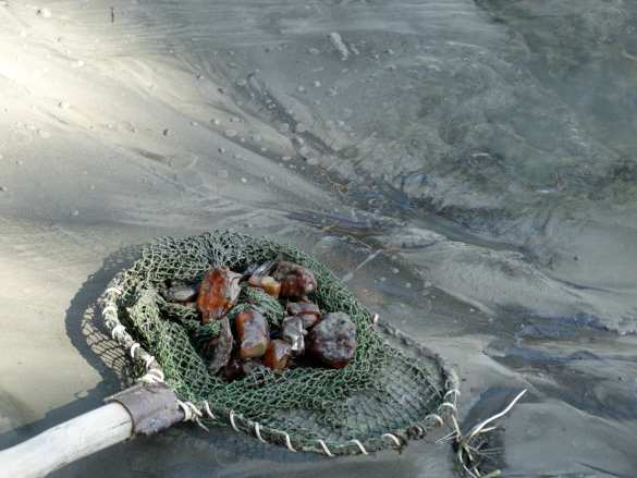 Битва за янтарь: в Ровенской области копатели избили полицейских (+ФОТО, ВИДЕО) | Русская весна