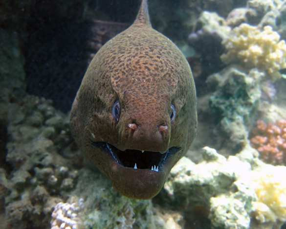 О чём говорят рыбы: невероятное открытие учёных | Русская весна