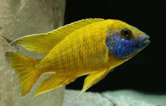 «Украинцы живут с памятью аквариумной рыбки» | Русская весна