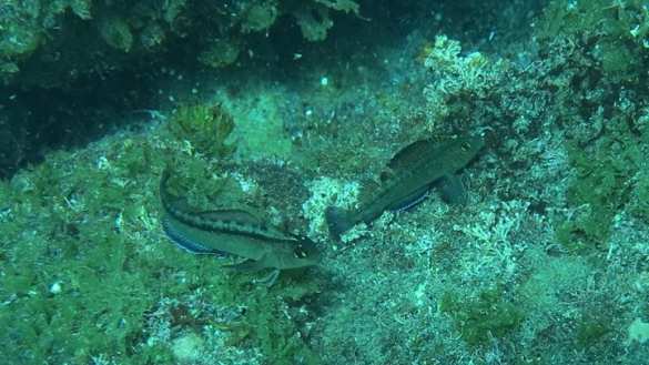 Неожиданный эффект загрязнения атмосферы: рыбы становятся половыми гигантами | Русская весна