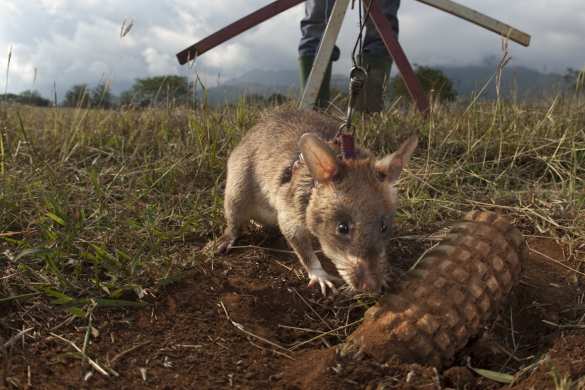 Планы киевских военных использовать диких животных для разминирования несостоятельны, — эксперт | Русская весна