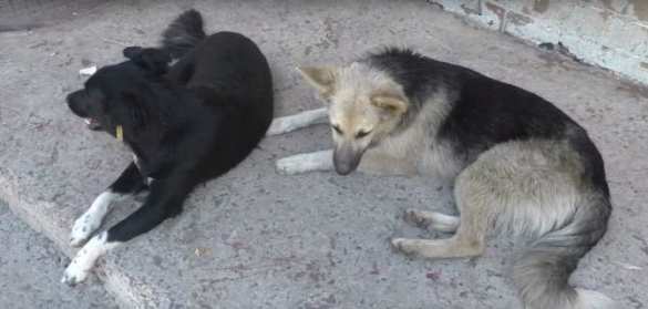В Донецке открыт приют для собак, раненных при обстрелах (ВИДЕО) | Русская весна