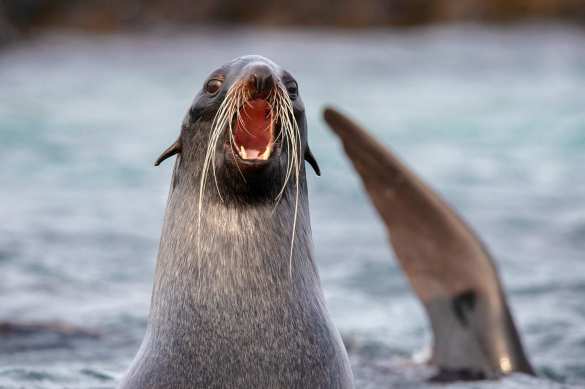 Они фактически сварились: уже погибли сотни человек и миллиарды живых организмов | Русская весна