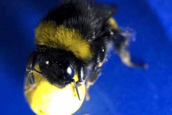 Британские ученые научили шмелей играть в футбол (ВИДЕО) | Русская весна