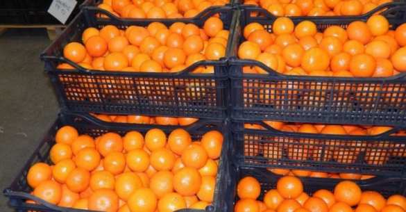 На российских прилавках начали появляться фрукты и овощи из Сирии | Русская весна