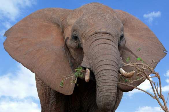 Слон убил охотившегося на носорога браконьера | Русская весна