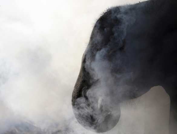 Ученых удивила «курящая» слониха (ВИДЕО) | Русская весна