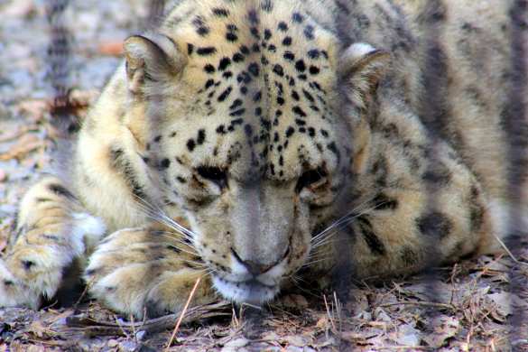 В украинском зоопарке отравили снежного барса и пуму | Русская весна