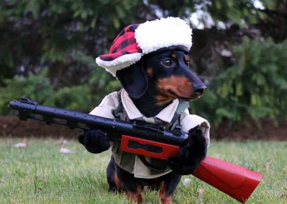 Собака выстрелила в спину своему 74-летнему хозяину (ФОТО) | Русская весна