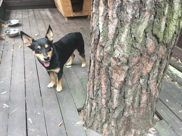 Украина: Покусала собака? Ищите бюро ритуальных услуг! | Русская весна