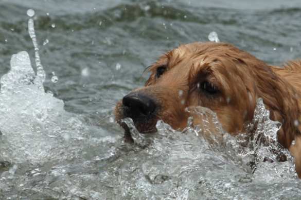 Житель Карелии спас провалившуюся под лед собаку (ВИДЕО) | Русская весна