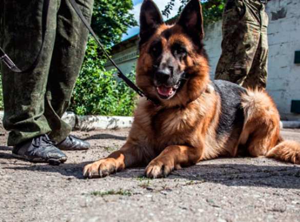 Лучшие фото с фронтов Донбасса с четвероногими друзьями — Музей Новороссии объявляет конкурс (ФОТО) | Русская весна
