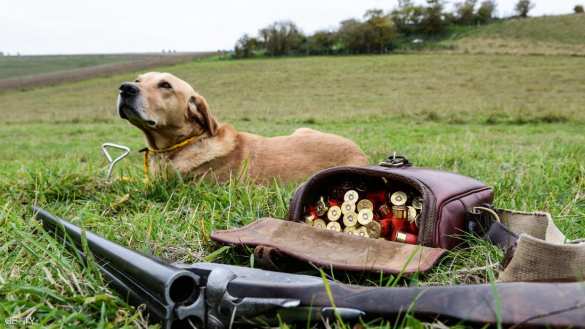 Под Саратовом собака застрелила хозяина из ружья | Русская весна