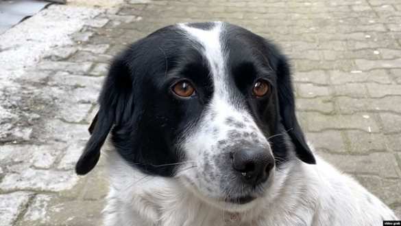 Верный боевой товарищ помогает нашим бойцам на фронте (ВИДЕО) | Русская весна