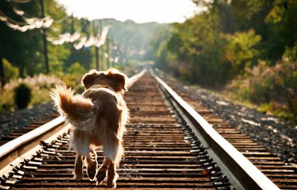 Под Петербургом машинист остановил поезд ради спасения собаки и получит награду (ФОТО) | Русская весна