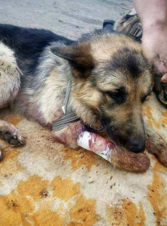 «Сказки из АТО»: украинские блогеры героизируют собаку, «закрывшую собой» двоих всушников (ФОТО) | Русская весна