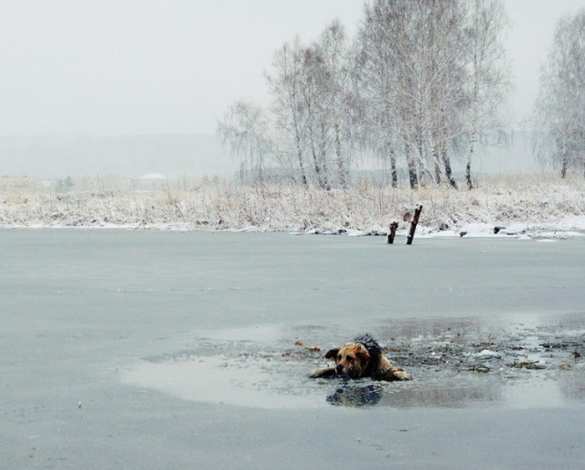 Крымчанин бросился в ледяную воду, спасая собаку (ВИДЕО) | Русская весна
