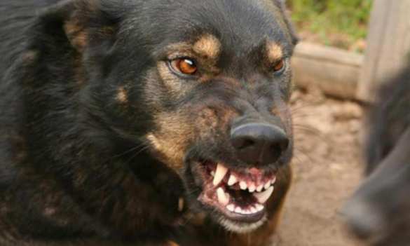 В бывшем центре всесоюзного кораблестроения женщину, ушедшую за дровами, загрызли собаки | Русская весна