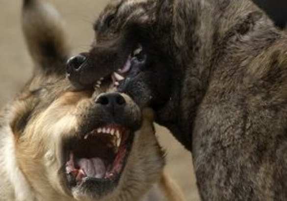 Под Киевом бешеные собаки насмерть загрызли «атошника», а местная администрация отказалась перевозить его труп | Русская весна