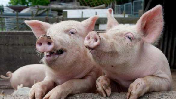 В Британии модифицируют органы свиньи для пересадки младенцам | Русская весна