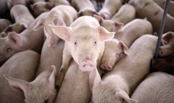 Сторожу полтавской свинофермы дали 3 года тюрьмы за пять советских копеек | Русская весна