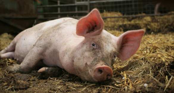 Боевики «Азова» пропили пятерых свиней, принадлежащих фермеру из ЛНР | Русская весна