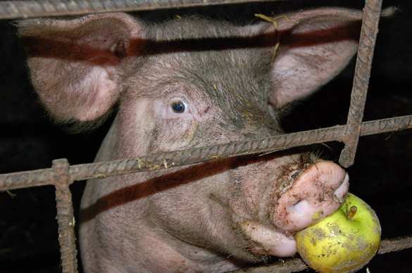 Польша отгородится забором от больных украинских свиней | Русская весна