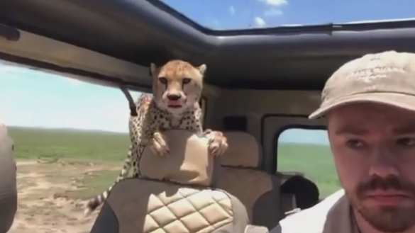 Гепарды запрыгнули в автомобиль к американскому туристу (ВИДЕО) | Русская весна