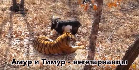 Тигр Амур напугал козла Тимура ударом лапой по носу и попробовал «вегетарианство» (ВИДЕО) | Русская весна