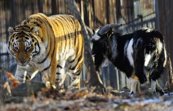 В России покажут документальный фильм о дружбе тигра Амура и козла Тимура (ФОТО) | Русская весна