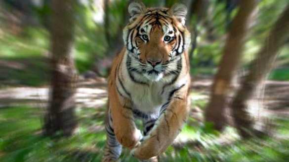 На посетителей китайского парка напал амурский тигр (ВИДЕО) | Русская весна