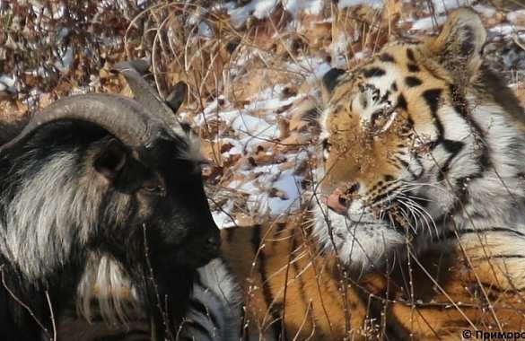 Козлик Тимур отказывается от еды и сна после разделения с тигром (ВИДЕО) | Русская весна