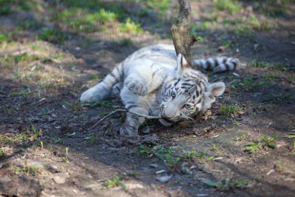 В крымском зоопарке умер третий белый тигренок | Русская весна