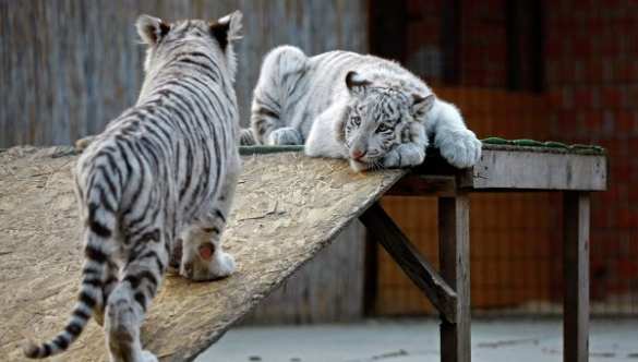 Из-за энергоблокады в Ялтинском зоопарке погиб тигренок | Русская весна