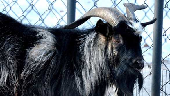 Обе козочки независимо от выбора козла Тимура останутся в сафари-парке | Русская весна