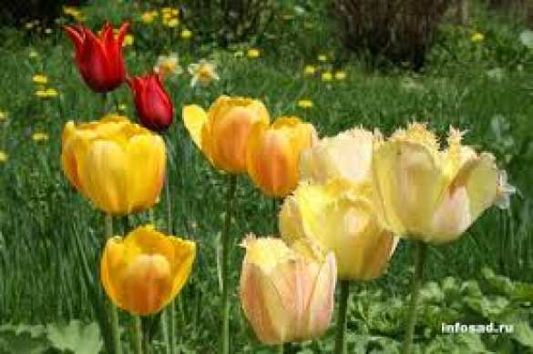 Томские ученые изобрели фитогель для защиты растений Томские ученые изобрели фитогель для защиты растений | Русская весна