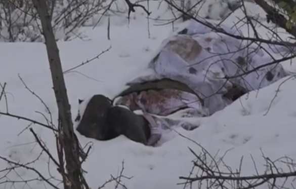 Жестокие кадры последствий боя в ЛНР: убиты и ранены диверсанты ВСУ (ФОТО, ВИДЕО 18+) | Русская весна