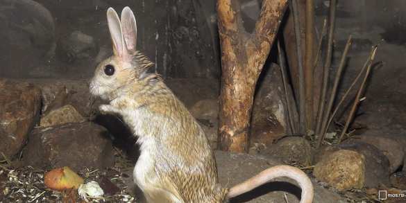 В Москве из холодильников достали тушканчиков (ФОТО) | Русская весна