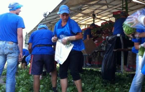 В Польше возродили панщину для украинцев, — польские СМИ | Русская весна