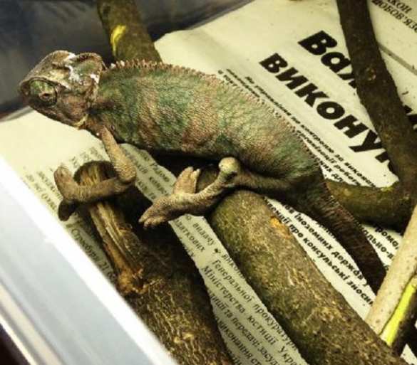 Украинские хамелеоны Севастополя | Русская весна