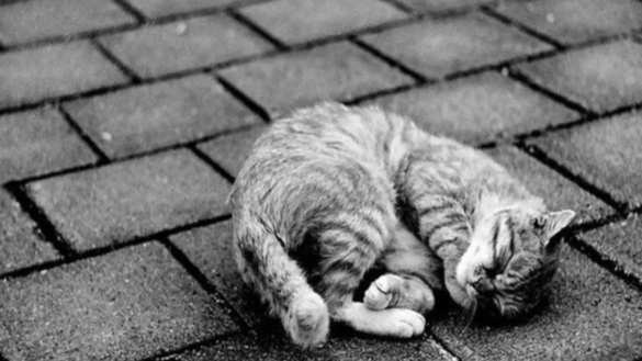 Сегодня котенок — завтра ребенок: живодеров надо лечить или сажать? | Русская весна