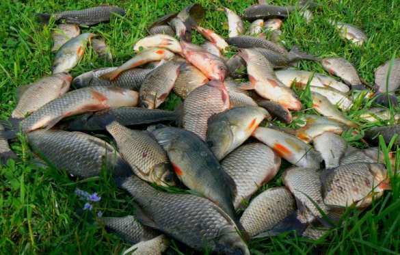 В России зафиксирован рекордный с 1992 г. вылов рыбы | Русская весна