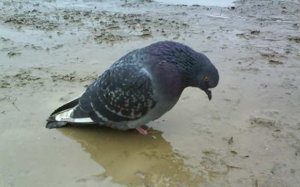 США решают трудности за счет кастрирования пенсионной системы | Русская весна