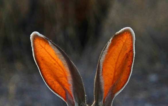 Рогозин: Реакция других стран на инцидент с Су-24 — трусливая | Русская весна